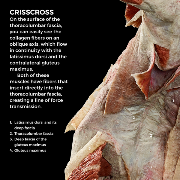 Meet FR:EIA: The World's First Whole-Body, Fascial-Focused
